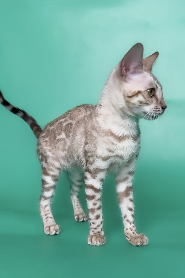 Infinity | Bengal Kitten