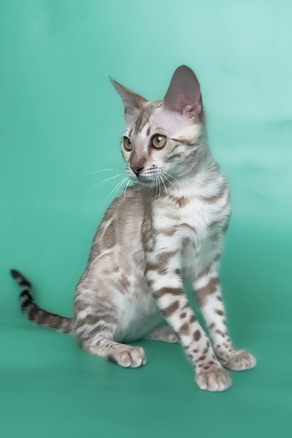 Infinity | Bengal Kitten