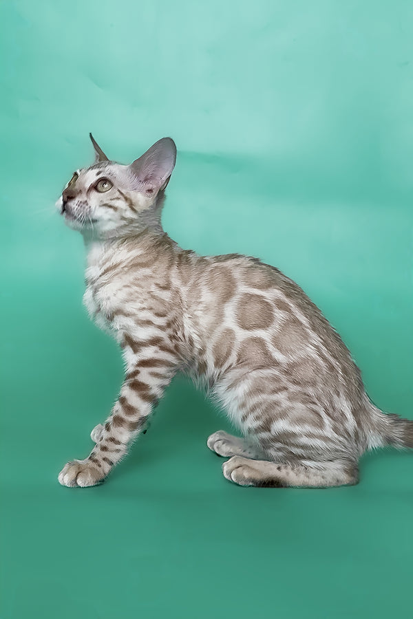 Infinity | Bengal Kitten
