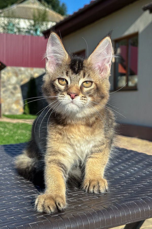 Infinity | Golden Maine Coon Kitten