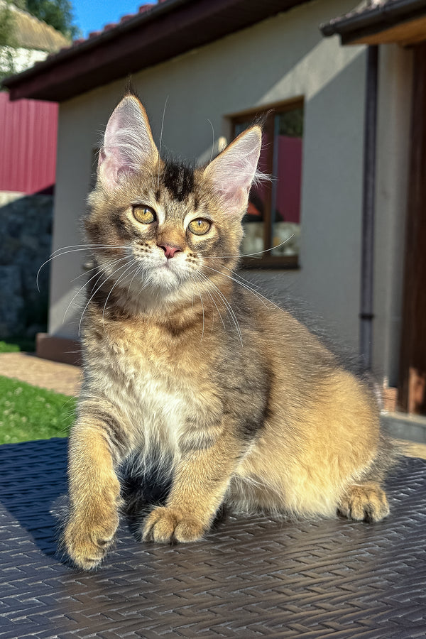 Infinity | Golden Maine Coon Kitten