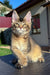 Infinity | Golden Maine Coon Kitten