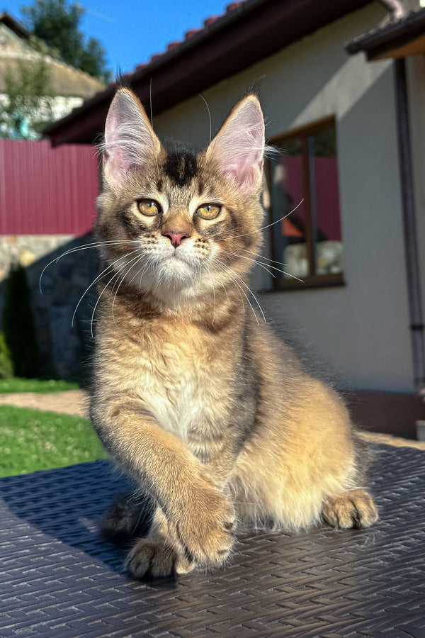 Infinity | Golden Maine Coon Kitten