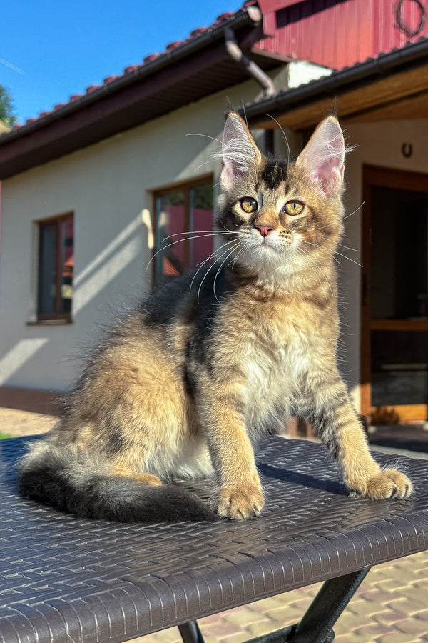 Infinity | Golden Maine Coon Kitten