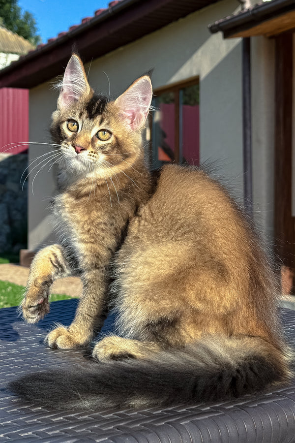 Infinity | Golden Maine Coon Kitten