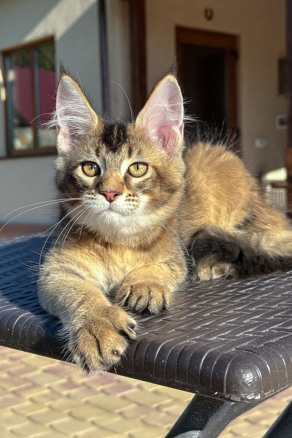 Infinity | Golden Maine Coon Kitten