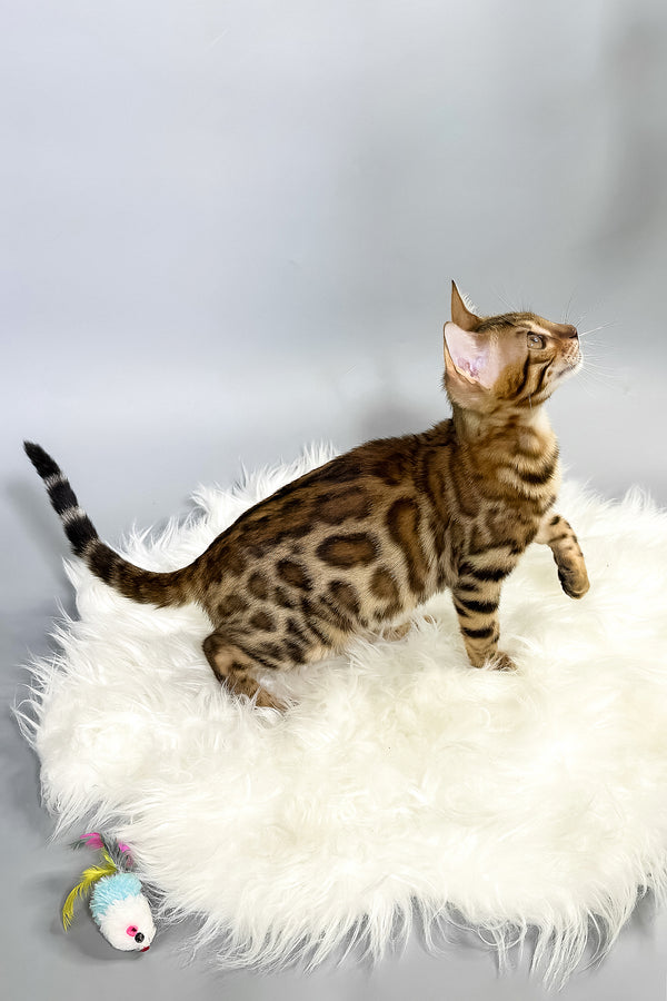 Irida | Bengal Kitten