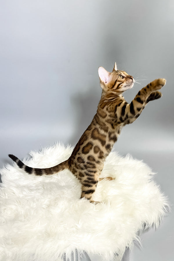 Irida | Bengal Kitten