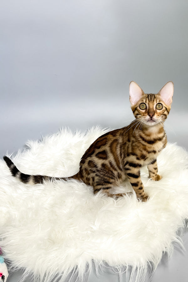 Irida | Bengal Kitten