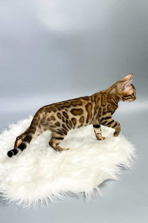 Irida | Bengal Kitten