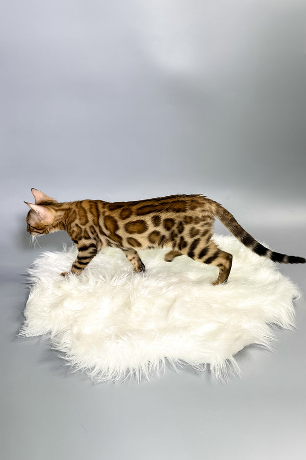 Irida | Bengal Kitten