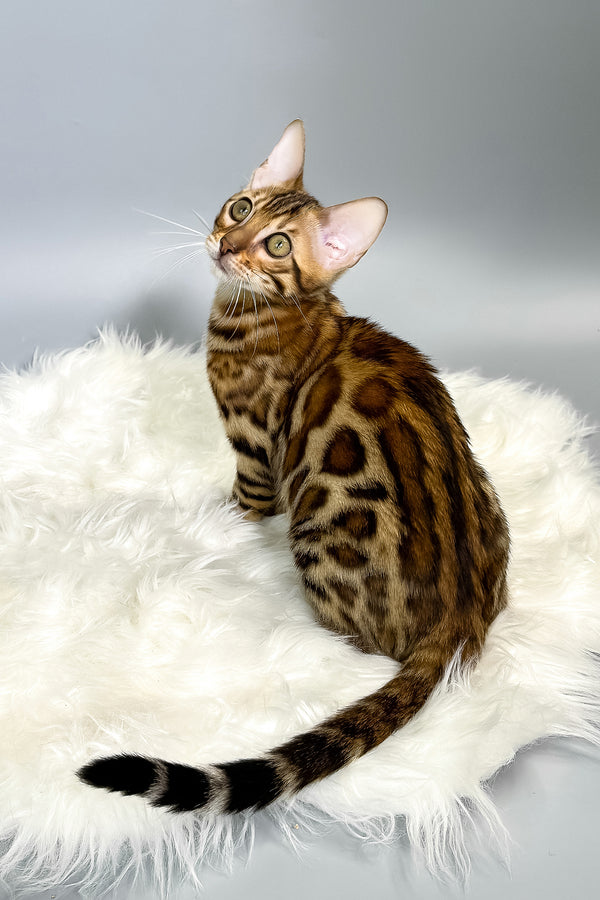 Irida | Bengal Kitten