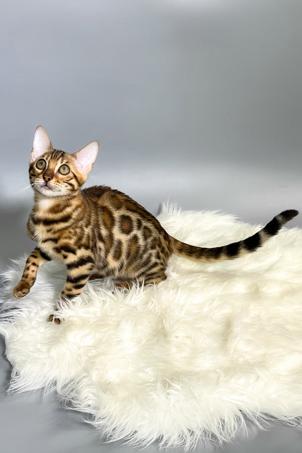 Irida | Bengal Kitten