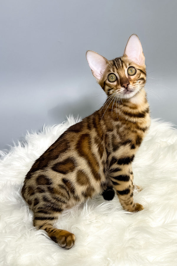 Irida | Bengal Kitten