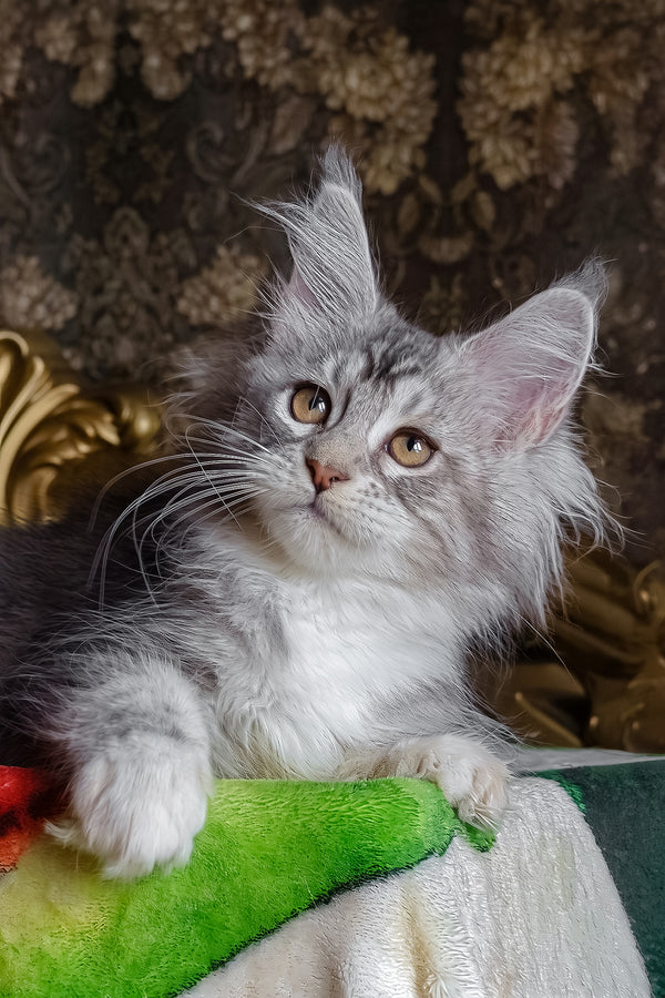 Irida | Maine Coon Kitten