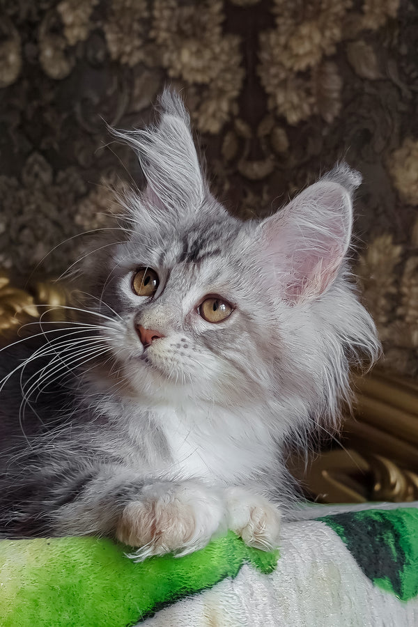 Irida | Maine Coon Kitten