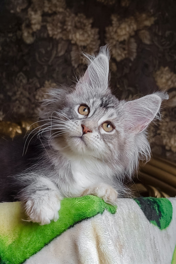 Irida | Maine Coon Kitten