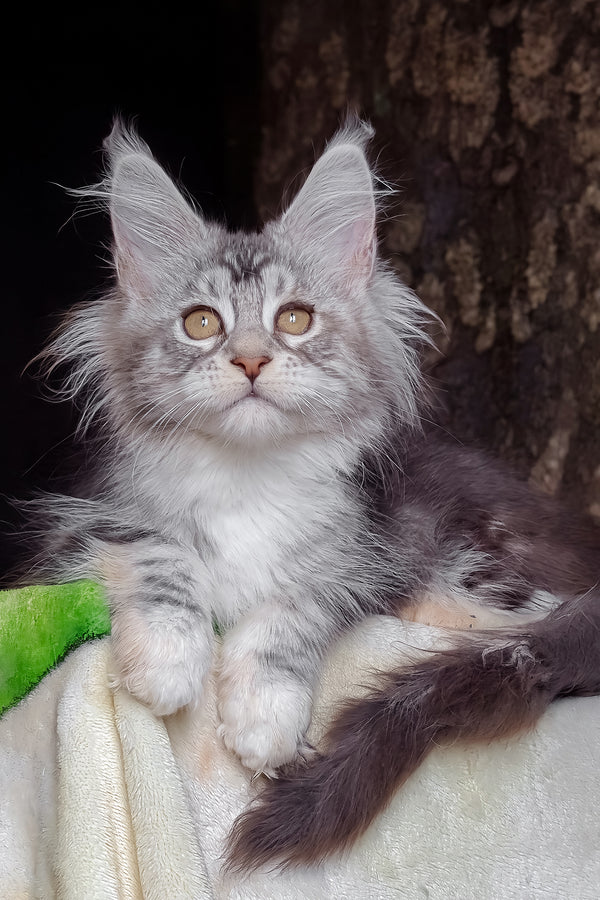 Irida | Maine Coon Kitten