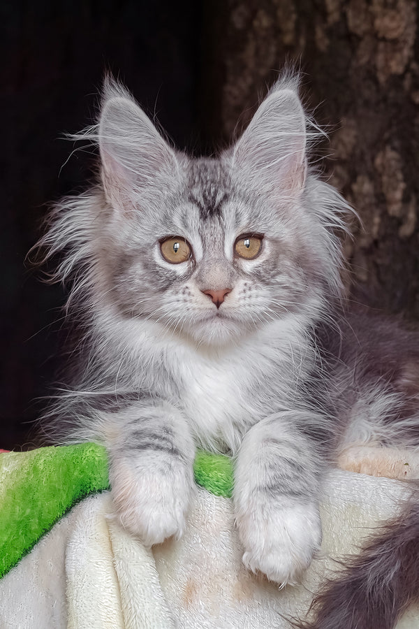 Irida | Maine Coon Kitten