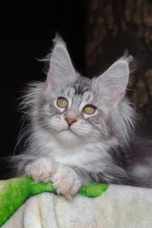 Irida | Maine Coon Kitten