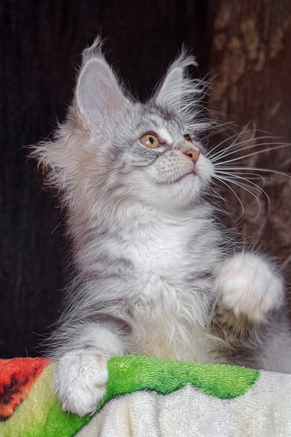 Irida | Maine Coon Kitten