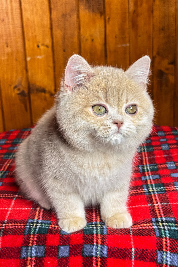 Iris | British Shorthair Kitten