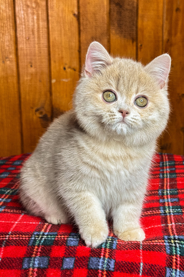 Iris | British Shorthair Kitten