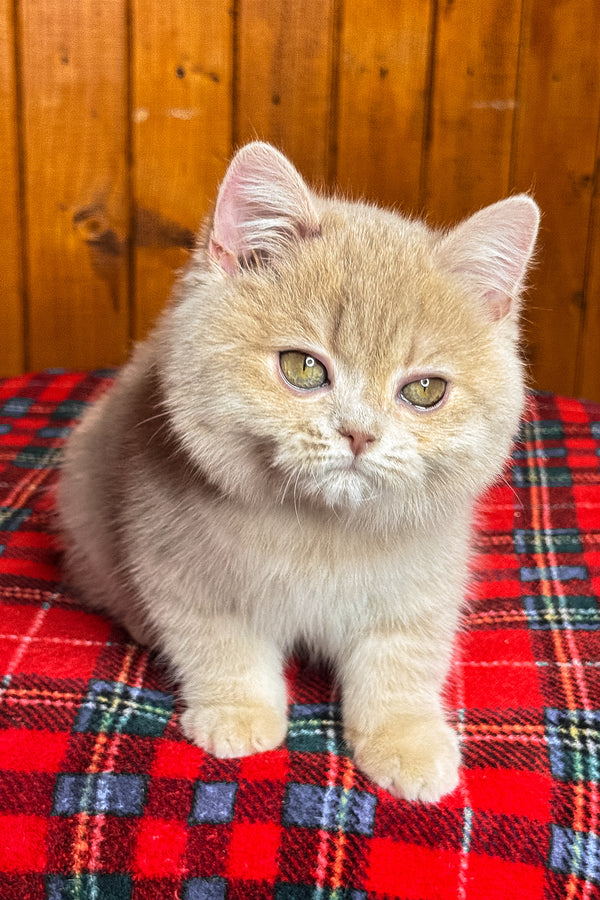 Iris | British Shorthair Kitten