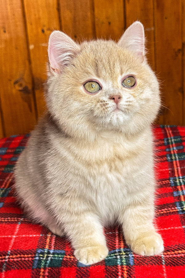 Iris | British Shorthair Kitten
