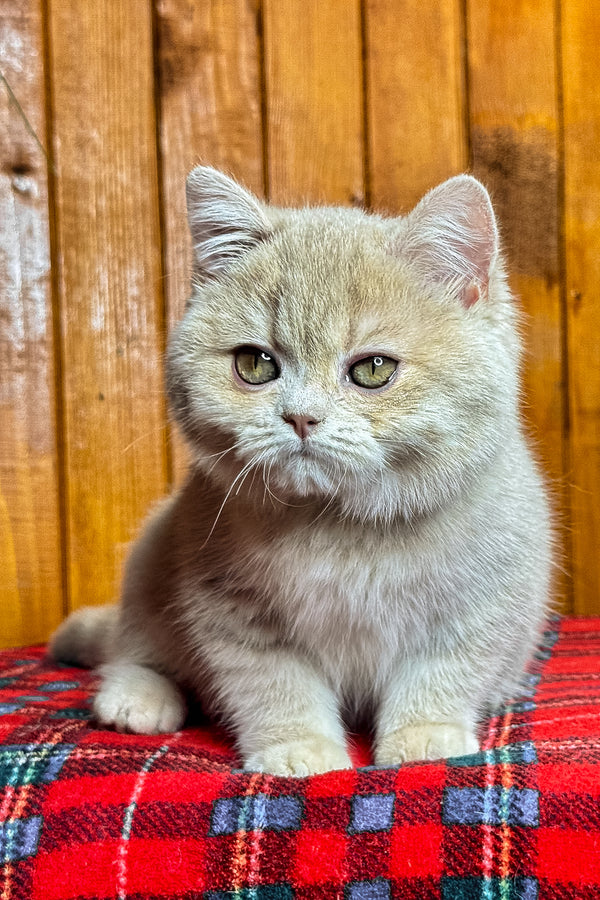 Iris | British Shorthair Kitten