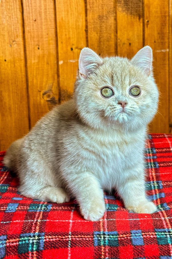 Iris | British Shorthair Kitten