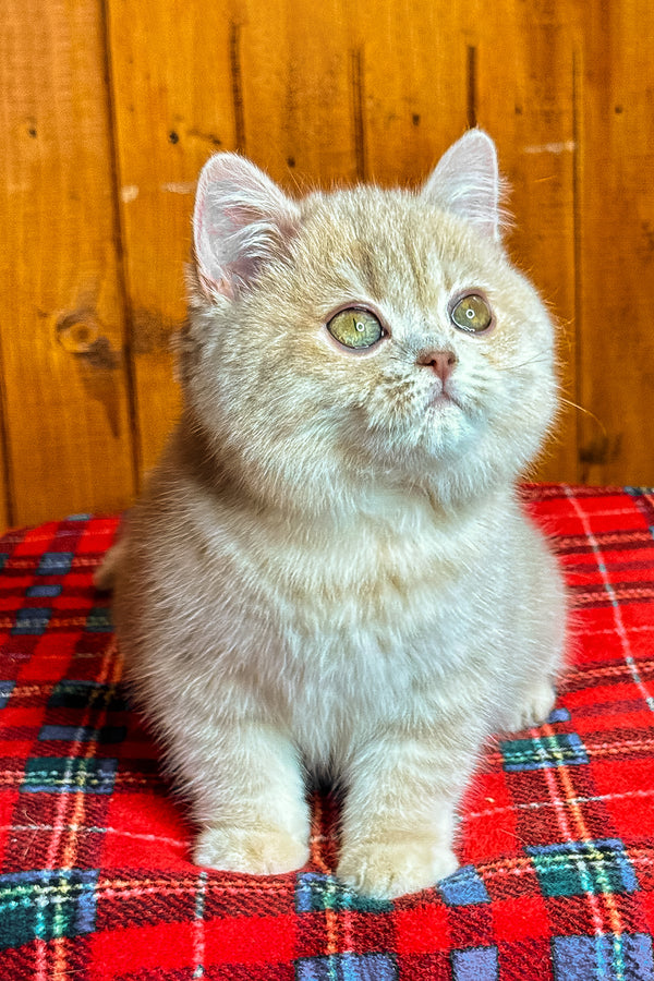 Iris | British Shorthair Kitten