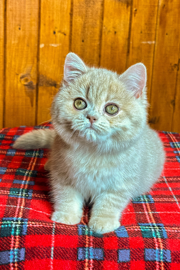 Iris | British Shorthair Kitten