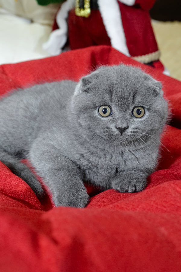 Irvin | Scottish Fold Kitten