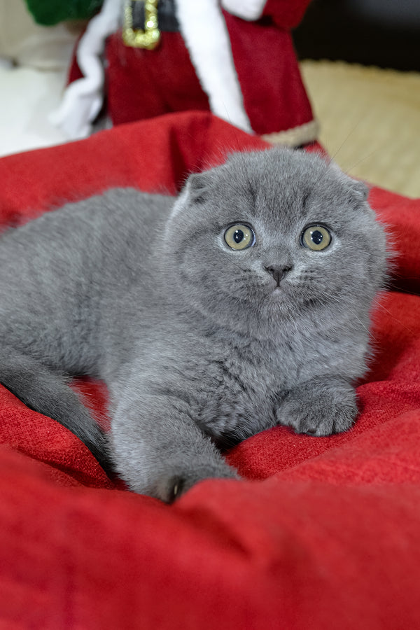 Irvin | Scottish Fold Kitten