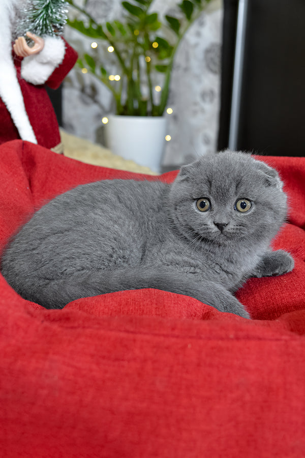 Irvin | Scottish Fold Kitten