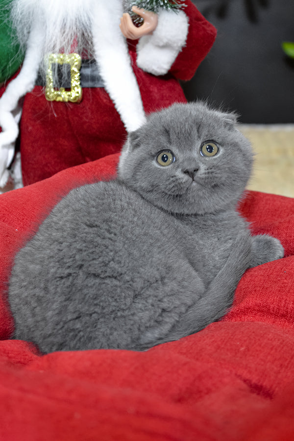 Irvin | Scottish Fold Kitten