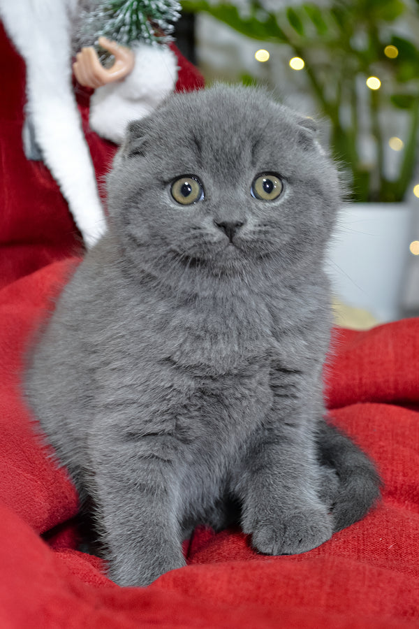 Irvin | Scottish Fold Kitten