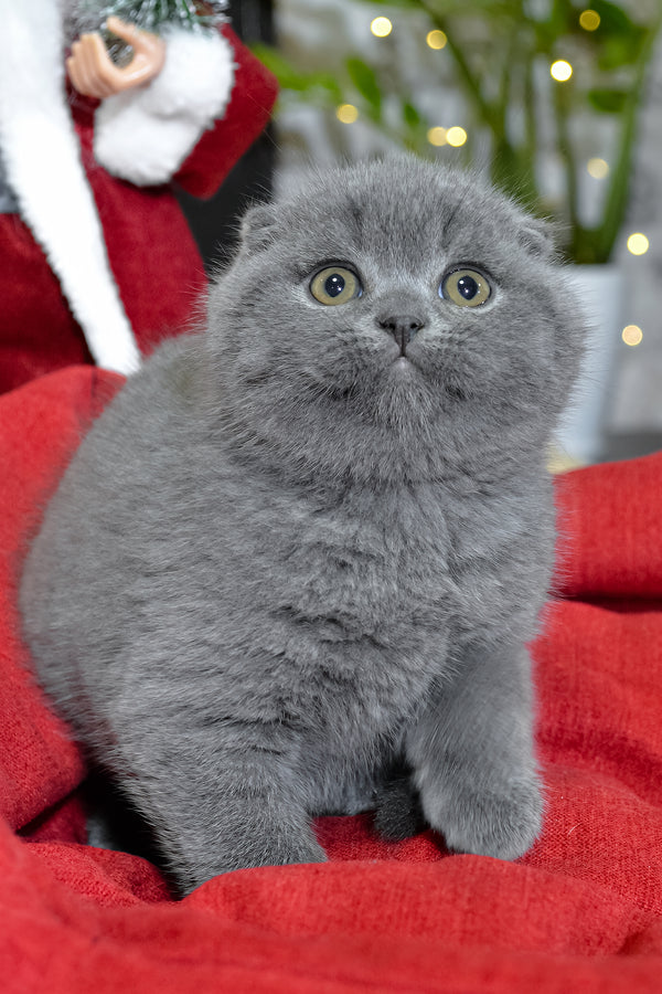 Irvin | Scottish Fold Kitten