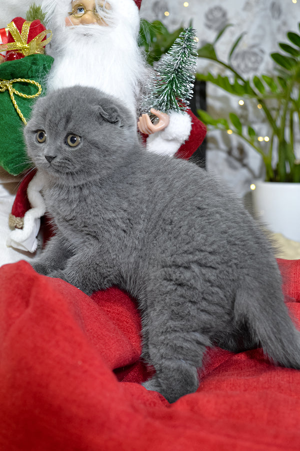Irvin | Scottish Fold Kitten
