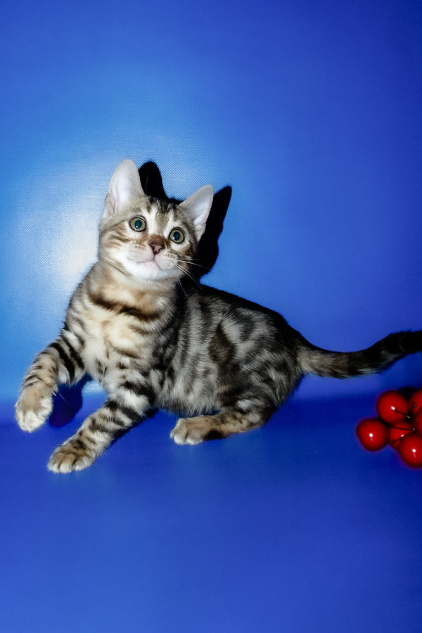Irma | Bengal Kitten