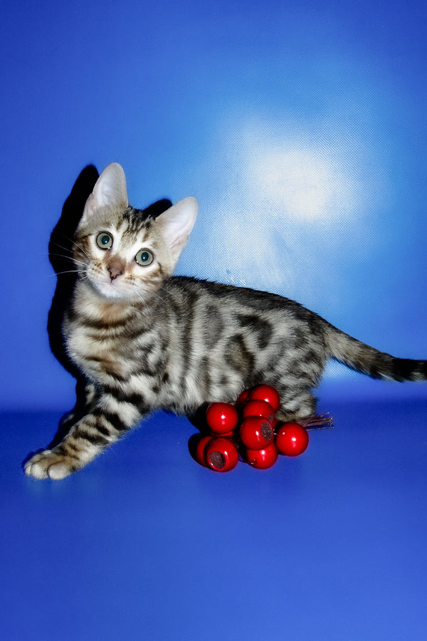 Irma | Bengal Kitten