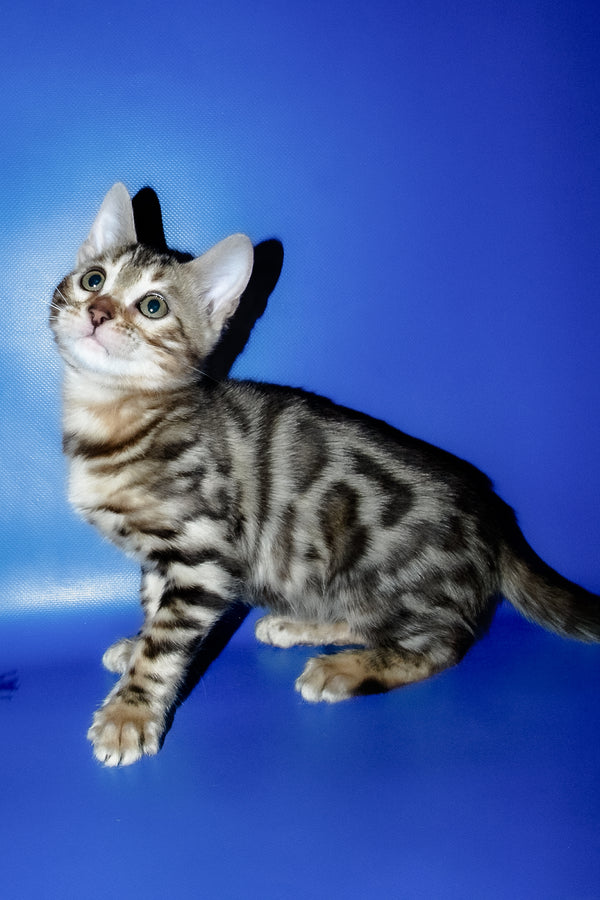 Irma | Bengal Kitten