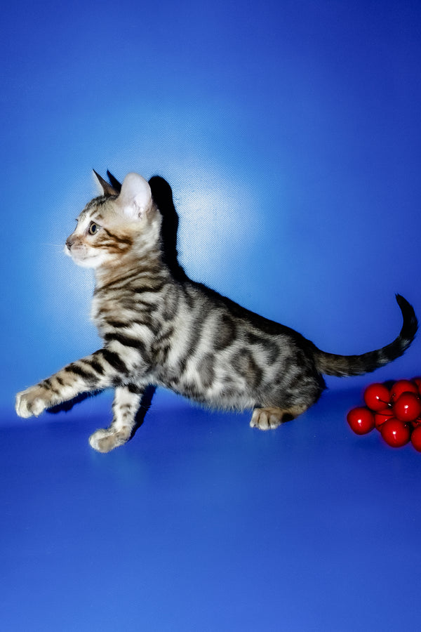 Irma | Bengal Kitten