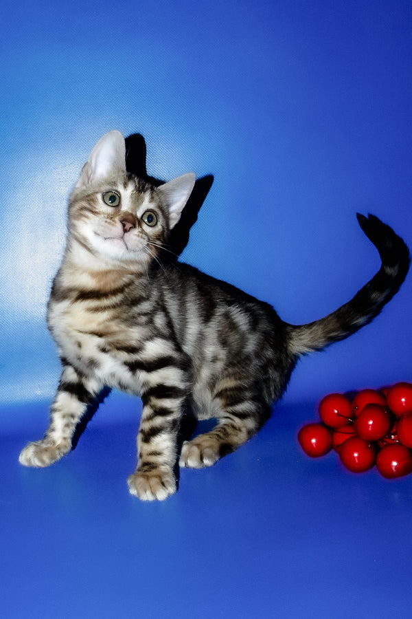 Irma | Bengal Kitten