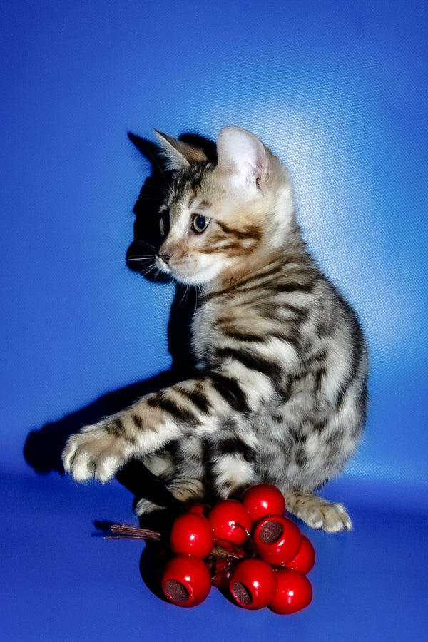Irma | Bengal Kitten