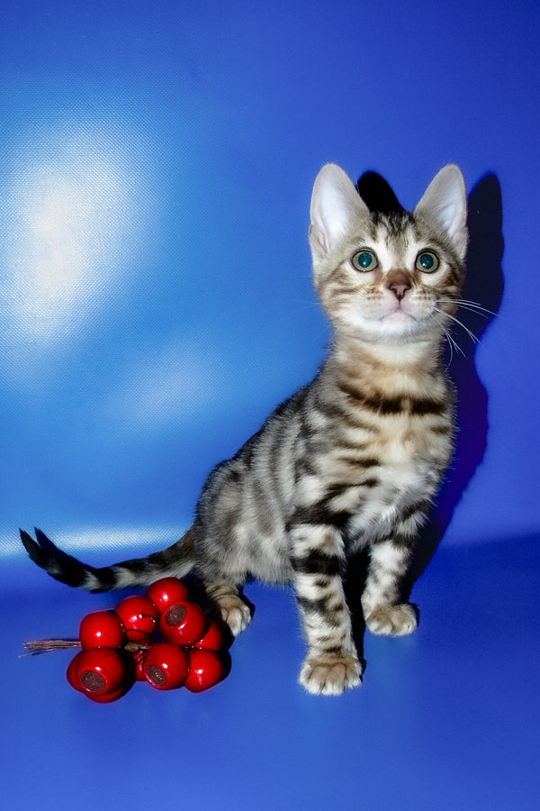 Irma | Bengal Kitten
