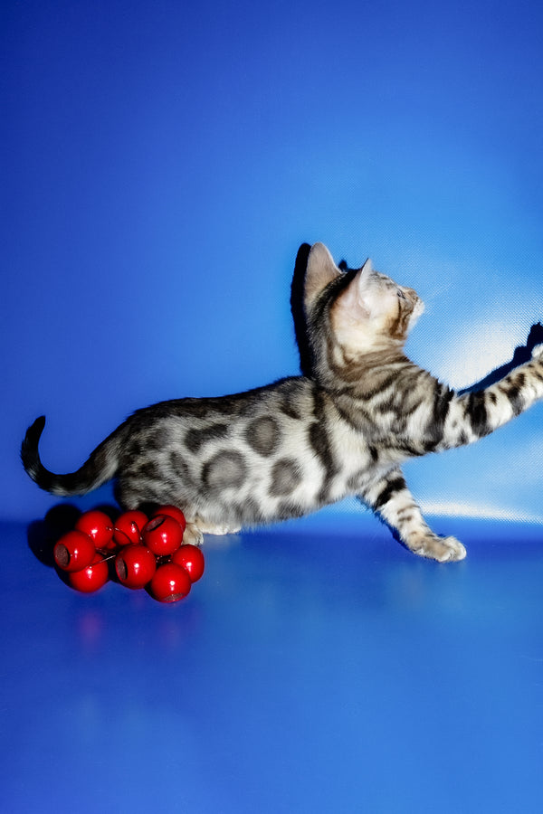 Irma | Bengal Kitten