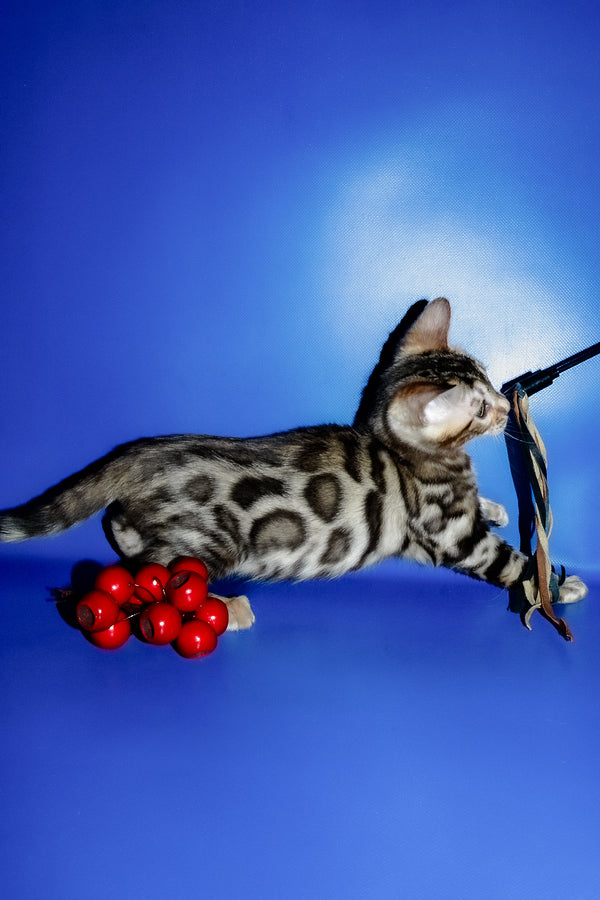 Irma | Bengal Kitten