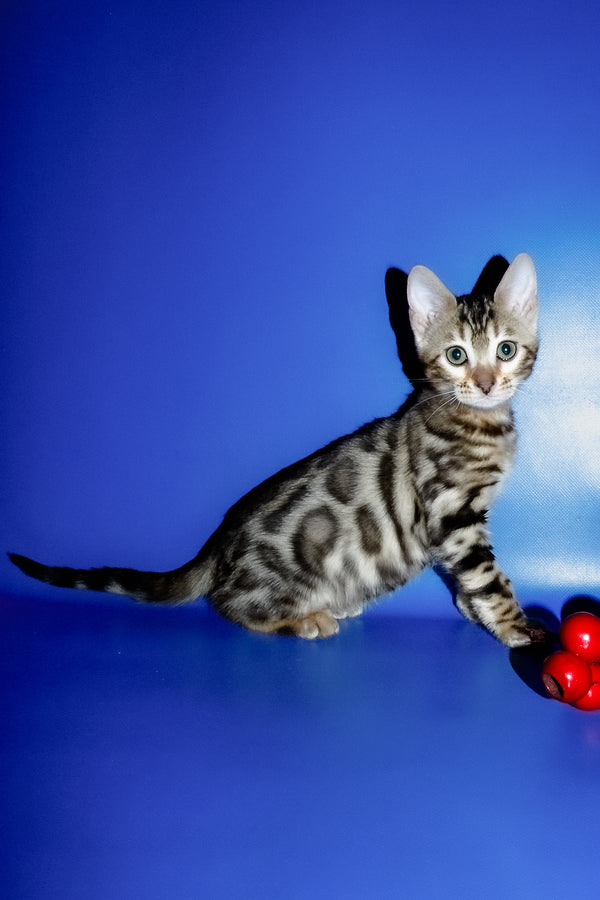 Irma | Bengal Kitten